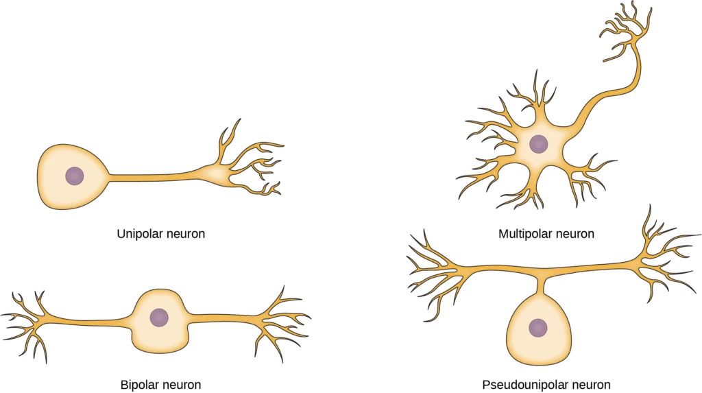 Bipolar Neuron