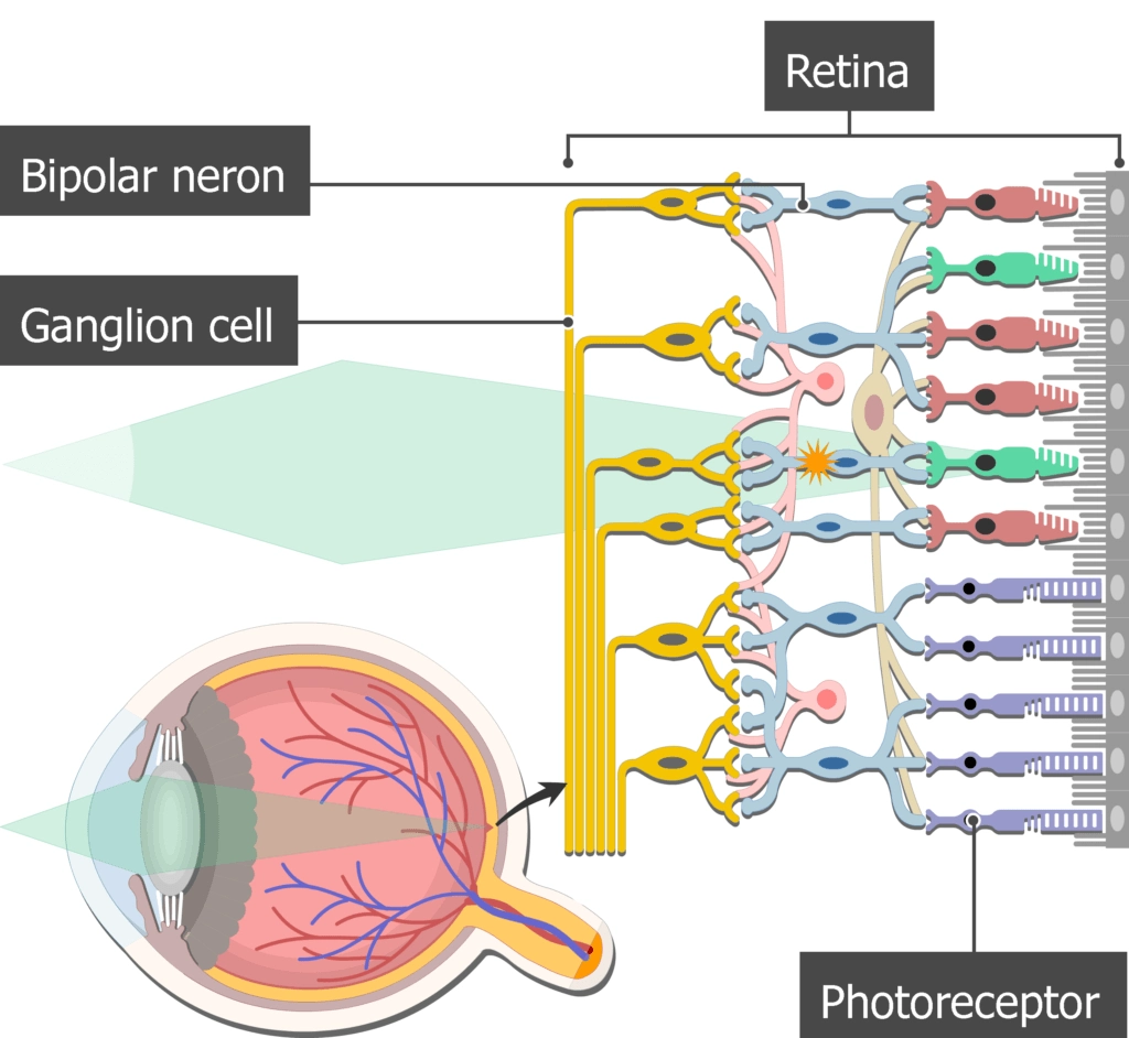 Bipolar Neuron