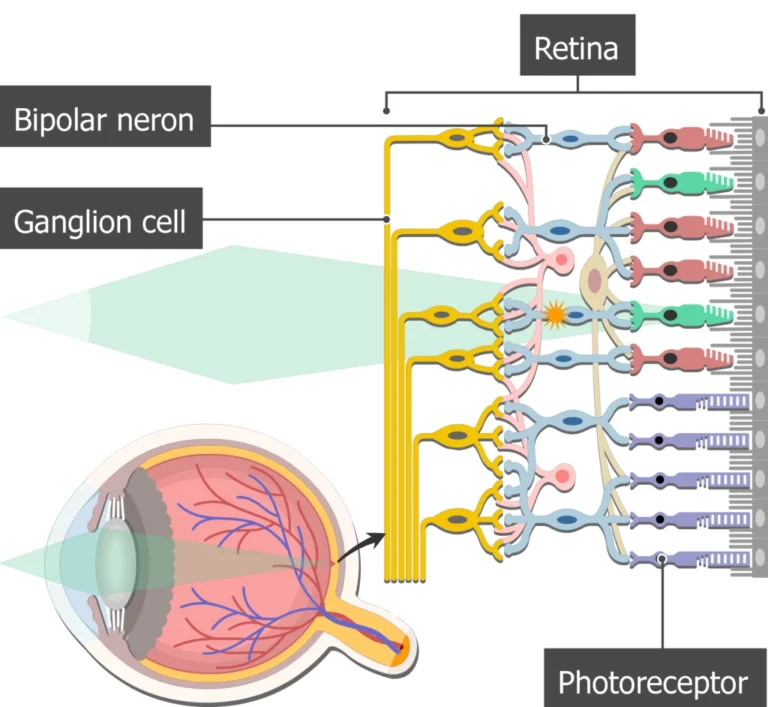 Bipolar Neuron: Everything You Need To Know