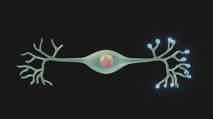 Bipolar Neurons